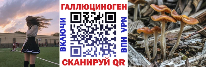 Псилоцибиновые грибы Cubensis  хочу   Пролетарск 